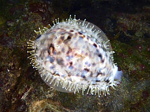 Living Cowrie Shell mollusc