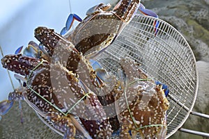 Living crab Still fresh, is a seafood that is very popular