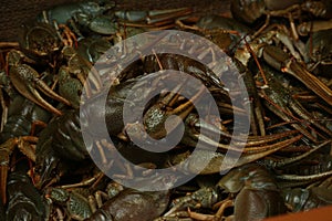 Living crayfish in water. Cancers