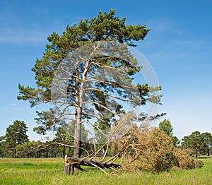 Living and dead tree