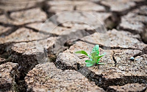 Living with Drought, Reborn tree, cracked ground