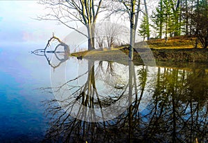 Living And Dying Trees Along Lake Reflections