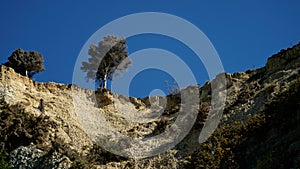Living on the edge, a cliff top tree at Kina Beach, Tasman, near Motueka, New Zealand