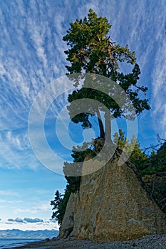Living on the edge, a cliff top tree at Kina Beach, Tasman, near Motueka, New Zealand