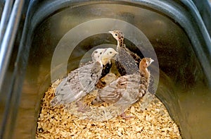 Young turkey babies are known as poults