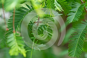 Dawn redwood Metasequoia glyptostroboides new cones photo