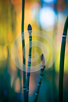 The living fossil Equisetum hyernale (rough horsetail or scouring rush) in beautiful evening light