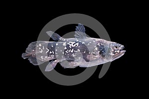 Living fossil fish, Coelacanth.