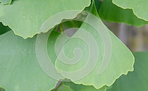 Living fossil Ginkgo biloba, leaf with veins in close-up