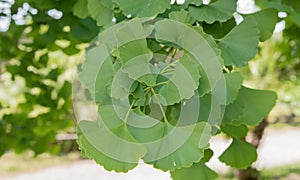 Living fossil Ginkgo biloba, leaves on a tree