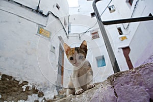 Living free on the streets of Tetouan, Morocco