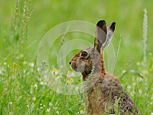 Living in the Grassland photo