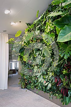 Living green wall with flowers and plants, vertical garden indoors