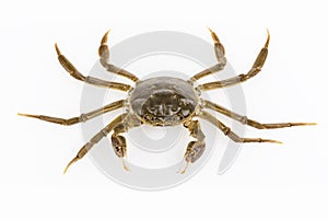 Living hairy crab isolated