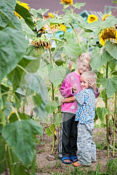 Living happy children brother and sister in the thickets of sunflower in the backyard of the farm