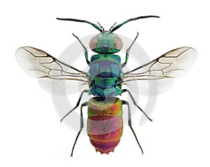 Living jewel cuckoo wasp Chrysis comta photo