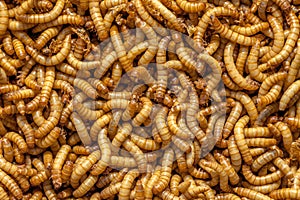 Living Mealworms