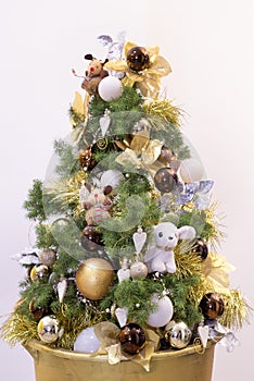 A living natural Canadian mini Konica Christmas tree in a pot is decorated with Christmas decorative accessories, balls, sparkles