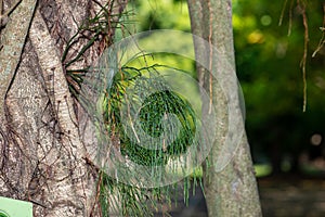 The living petrified pine leaf fern from 300 million years ago appeared in the cracks in the roots!