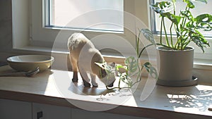 Living with pets concept. Cute siamese cat walk on the kitchen table at home.