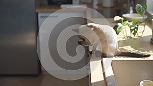 Living with pets concept. Cute siamese cat walk on the kitchen table at home.