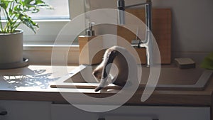 Living with pets concept. Cute siamese cat walk on the kitchen table at home.