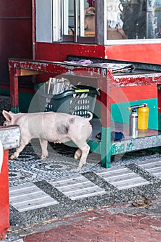 Living piglet is led into Lechon Baboy butchery in Manila, Philippines photo