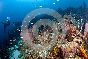 Living Reef in St Lucia