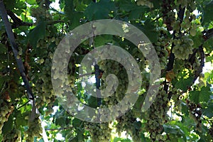 A living roof from a vine with bunches close-up. Denizli Province, Turkey