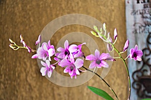 In the living room the beauty of the pink micro orchid photo