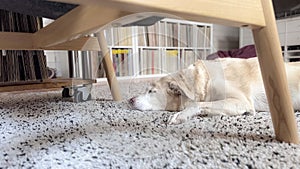 Living room in a country house in bern with a dog on the floor sleeping