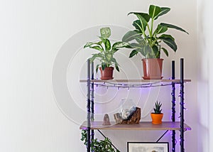 Living room interior bookshelf with flower pots, lights and glass vase behind white wallpaper.