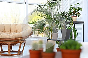 Living room interior with  chair and indoor plants. Trendy home decor