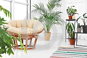 Living room interior with papasan chair and indoor plants photo