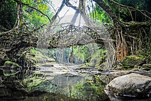 A living root bridge photo