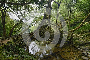 Living Root bridge near Cherrapunjee,Meghalaya,India