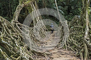 Living Root bridge near Cherrapunjee,Meghalaya,India