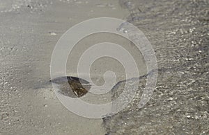 Living Sand Dollar on Beach with Wave