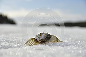 Living Sculpin laying on ice