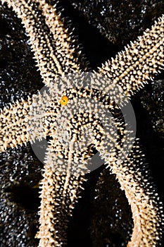 Living sea starfish