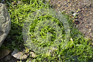 Living seaweed or algae on shore