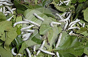 Living silkworm