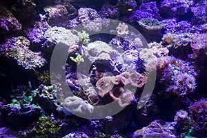 Australian Coral Reef Display with Anemone photo