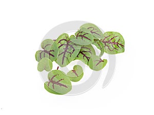 Living Sprout Red Sorrel on white background