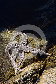 Living starfish lies on a rock