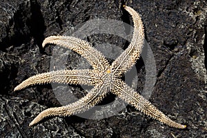 Living starfish on a rock