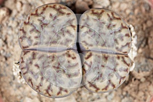 The Living stone plant Lithops bromfieldii, from the Upington area in South Africa, C368 region