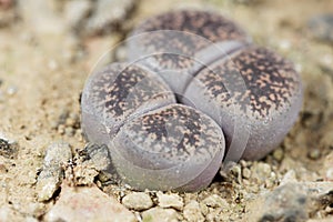 Living stone plants, Lithops lesliei, from the Kimberley area in South Africa, C-14 region