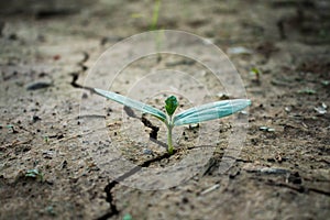 Living with tree drought.