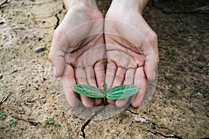 Living with tree drought.